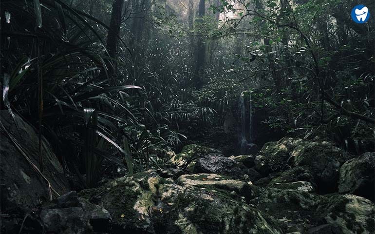 Amazon Rain Forest, Brazil