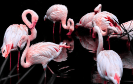 Flamingo in Barranquilla