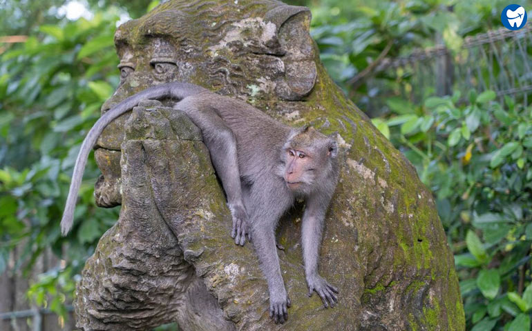 Ubud Monkey Forest in Bali, Indonesia